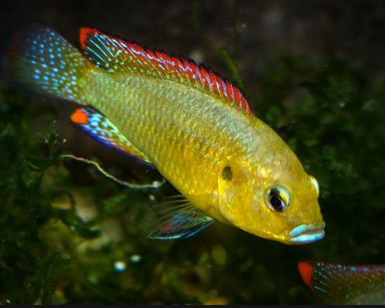 Dwarf Copper MouthBrooder Pseudocrenilabrus / philander dispersus